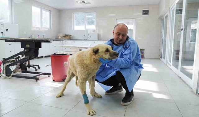 Talihsiz köpek iyileşme sürecinde