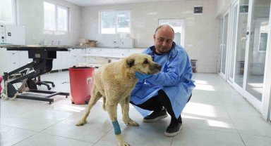 Talihsiz köpek iyileşme sürecinde