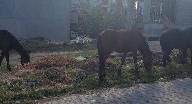 Tekirdağ sokaklarında bu kez başıboş atlar gezintide