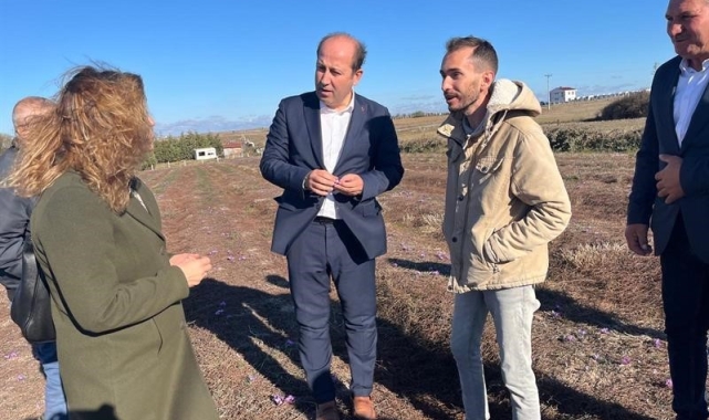 Tekirdağ'da ilk safran hasadı yapıldı