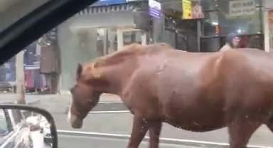 Tekirdağ'da sokaklarda gezen başıboş atlar şaşkınlığa sebep oldu