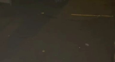 Tilkiler mahalleyi mesken tuttu