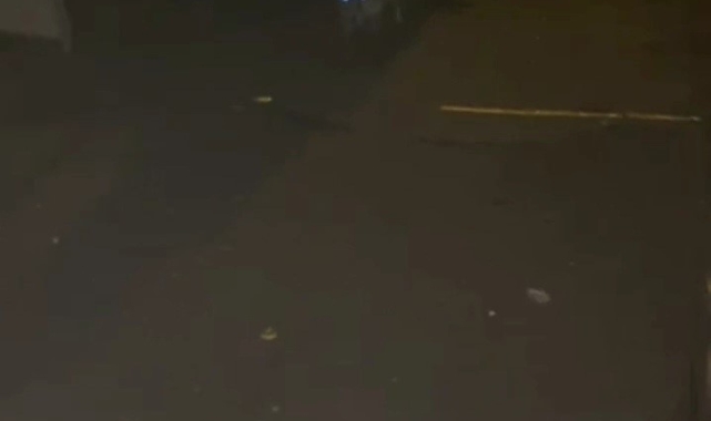 Tilkiler mahalleyi mesken tuttu