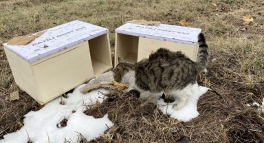 Tokat'ta mobilya fabrikası sokak hayvanları için pati evi yapıyor