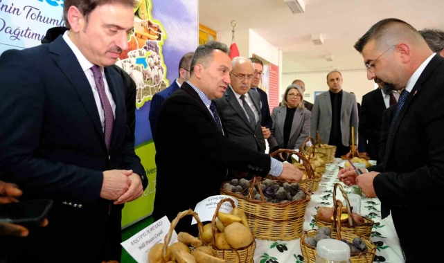 Tokat'ta milli patates çeşitleriyle yerel tarım güçleniyor