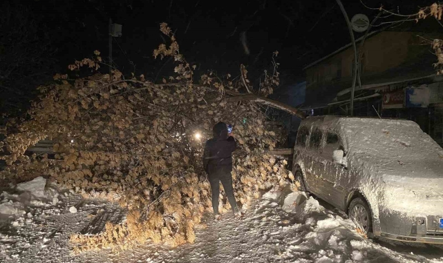 Tunceli'de fırtına, ağaçları devirdi