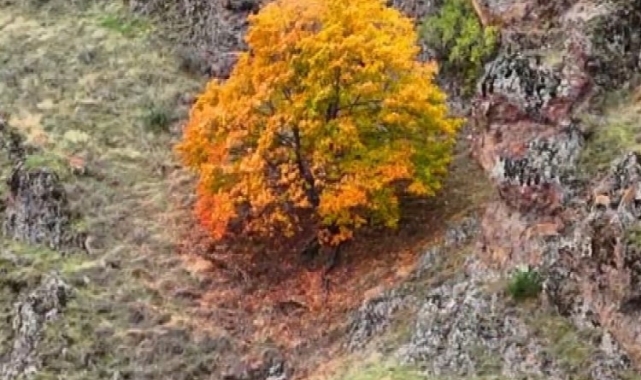 Tunceli'de, koruma altındaki yaban keçileri ile ayı dron kamerasında