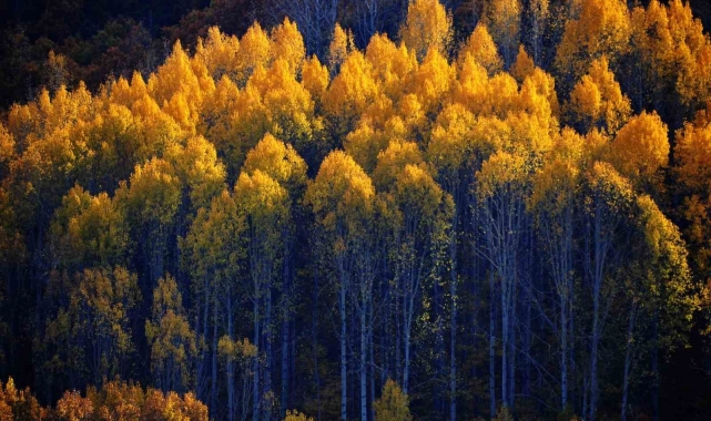 Tunceli'de sonbaharın renkleri dron kamerasında