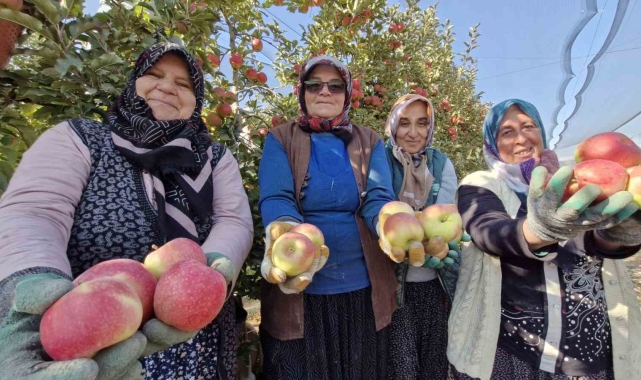 Türkiye'nin elma deposunda son hasat yapılıyor