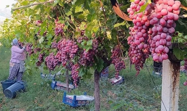 Üzüm diyarı Sarıgöl'de Red Globbe üzümde hasat devam ediyor