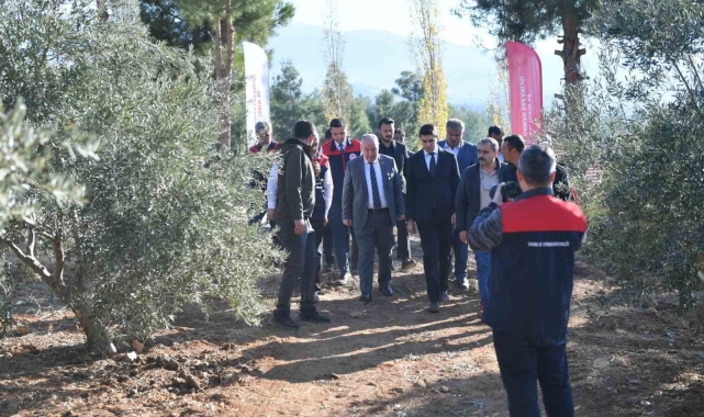 Vali Coşkun, Beyağaç'ta zeytin hasadına katıldı
