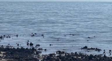 Van Gölü'ndeki su çekilmesi, kuşlar için yeni yaşam alanı oluyor