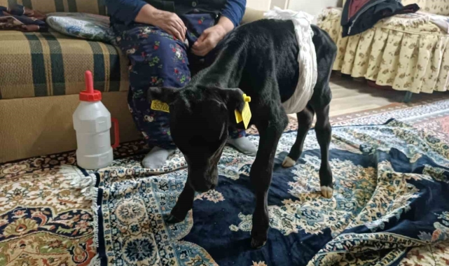 Veterinerin "ölür" dediği buzağıya gözü gibi bakıyor