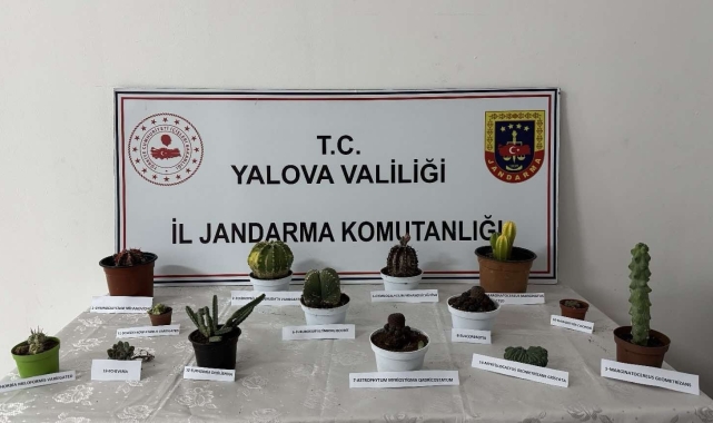 Yalova'da 60 bin lira değerindeki 14 kaktüsü çalan zanlı yakalandı