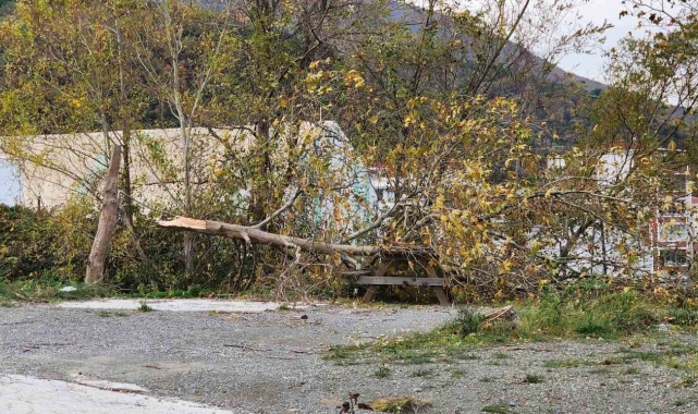 Yalova'da lodos: Ağaçlar ve telefon direkleri devrildi