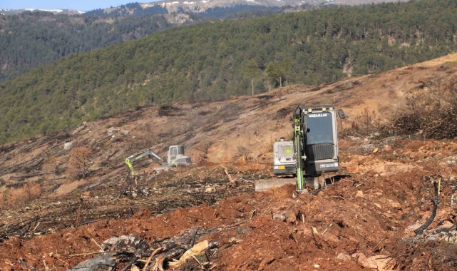 Yangında küle dönen Ilgaz Dağı yeniden yeşillenecek