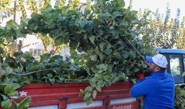 Yunusemre'de budama çalışmalarına başladı