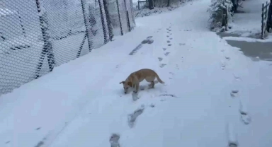 Zonguldak'ın yüksek kesimlerinde kar yağışı