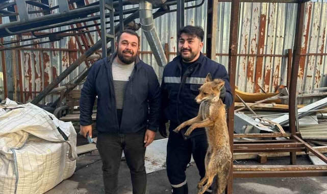 Zonguldak'ta köpeklerin saldırısına uğrayan tilkinin imdadına ekipler yetişti
