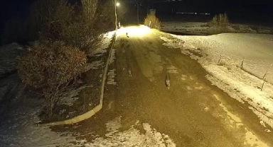 11 kurt köyü mesken tuttu