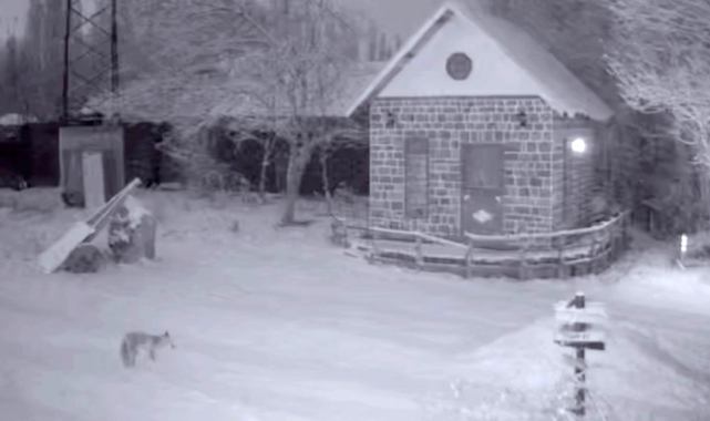 Aç kalan tilki, kümese girip tavuğu götürdü