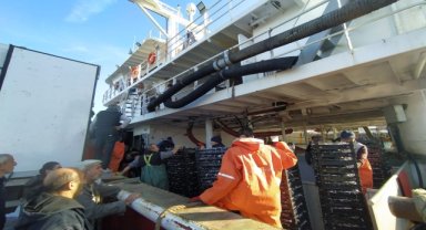 Akçakoca'da hamsi bolluğu