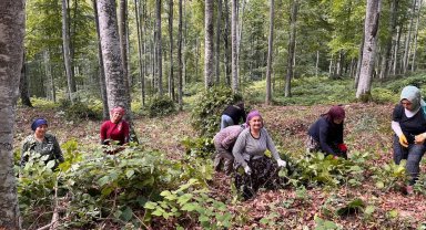 Akçakoca'da ormanda gençleştirme yapıldı