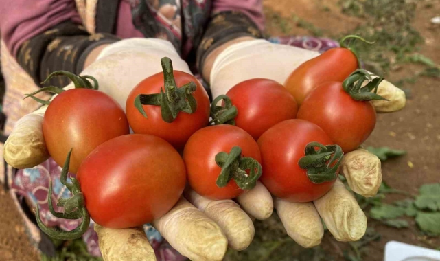 Aksu'da 2024 yılı örtü altı tarım verilerinde büyük artış