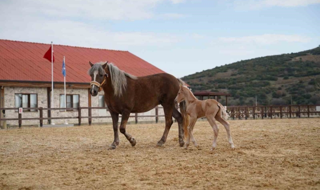 Alia Park'ın ilk tayı dünyaya geldi