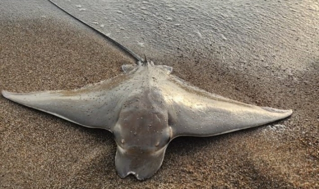 Antalya'da oltaya takılan vatoz, denize bırakıldı