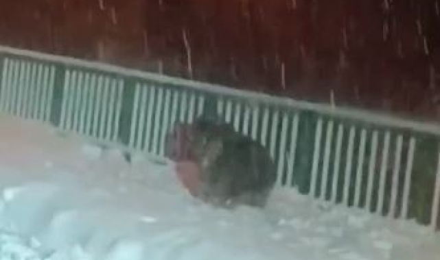 Artvin'de kar temizleme çalışması yapan ekipler kış uykusuna yatmayan ayılarla karşılaştı