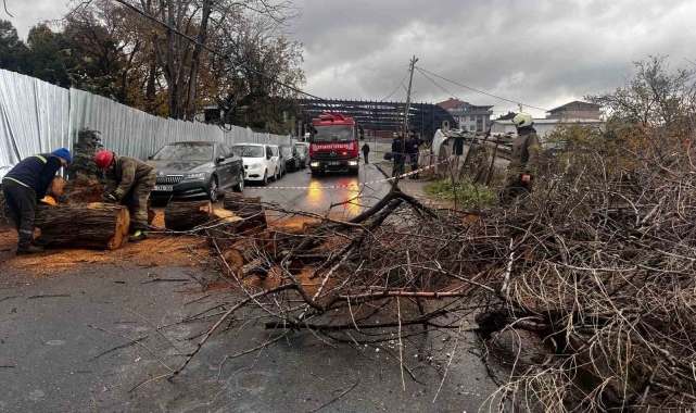 Avcılarda devrilen iğde ağacı elektrik ve internet kablolarına zarar verdi