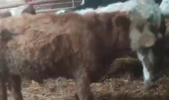 Aydın'dan çalınan hayvanlar Kayseri'de bulundu