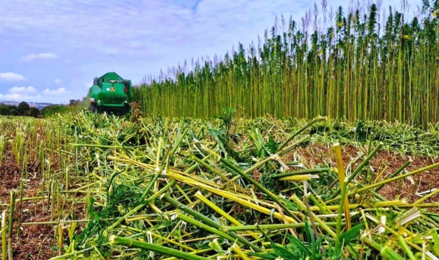 Bağımlılar, 'endüstriyel kenevir' tarlalarına dadanmaktan vazgeçti