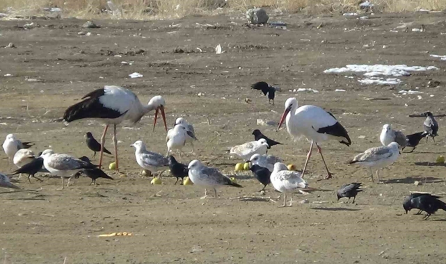 Baharın müjdecisi leylekler bu yılda Van'dan göç etmedi