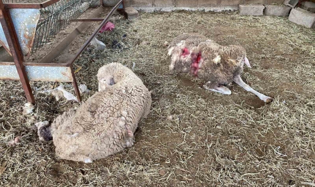 Bahçesine girdiğinde 7 koyunu telef olmuş halde buldu