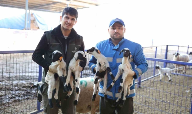 Başkan Çerçioğlu'nun "Aile Tipi Koyunculuk Projesi" her geçen gün büyüyor