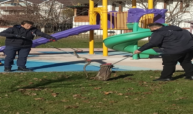 Bolu'da çocuk parkında görülen yılan yakalandı