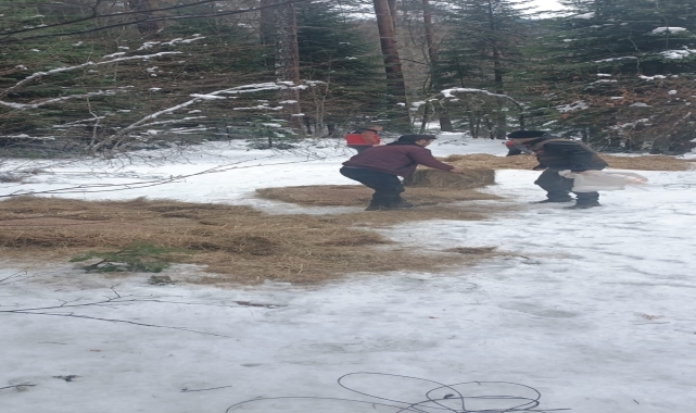 Bolu'da yaban hayvanları için doğaya yem bırakıldı