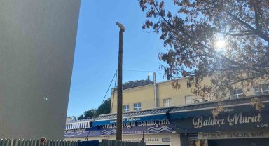 Çanakkale'de köpekten kaçan kedi 5 saat direkte bekledi