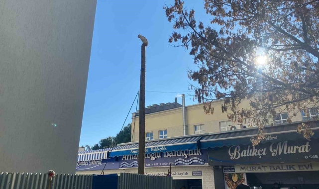 Çanakkale'de köpekten kaçan kedi 5 saat direkte bekledi