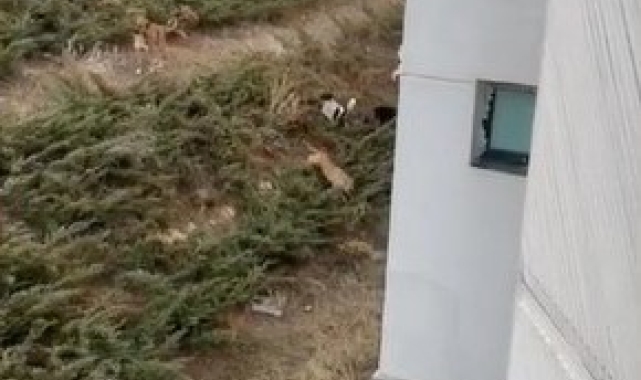 Çankaya'daki sahipsiz köpek sürüleri mahalle halkını tedirgin ediyor