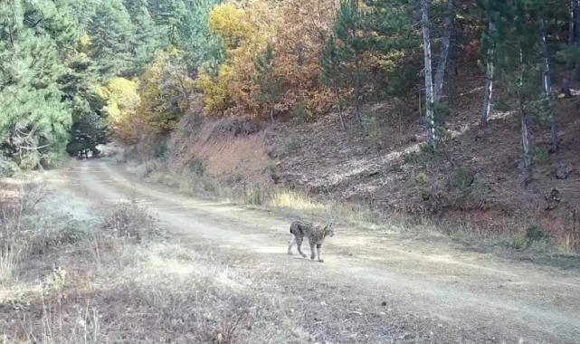 Çankırı'da nesli tehlike altında olan vaşak ve yavruları kamerada