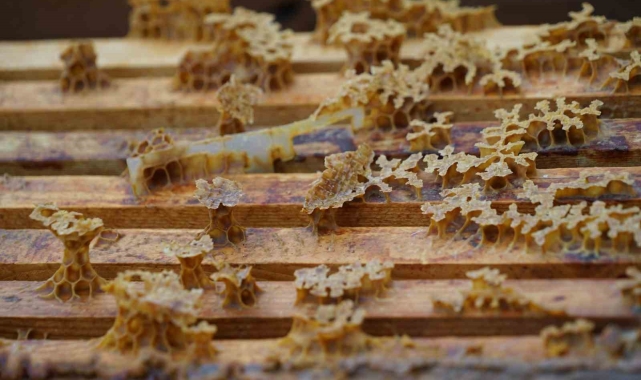 Çankırı'da olumsuz hava şartları bal üretimini olumsuz etkiledi