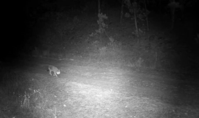Çankırı&#039;da yaban hayvanlarının karla kaplı doğadaki yaşamı kamerada