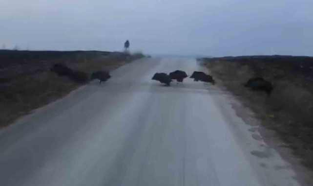 Çorum'da domuz sürüsü kamerada