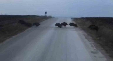 Çorum'da domuz sürüsü kamerada