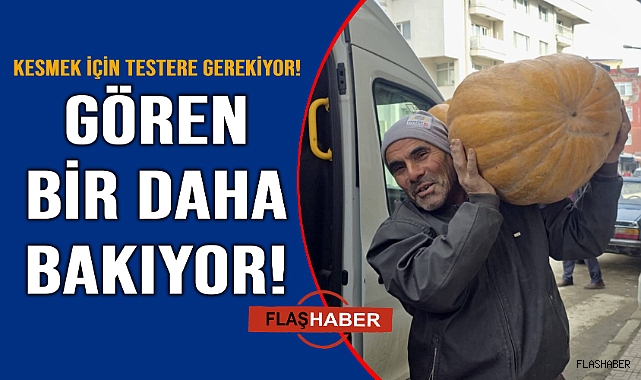 Devasa kabak ilgi odağı oldu
