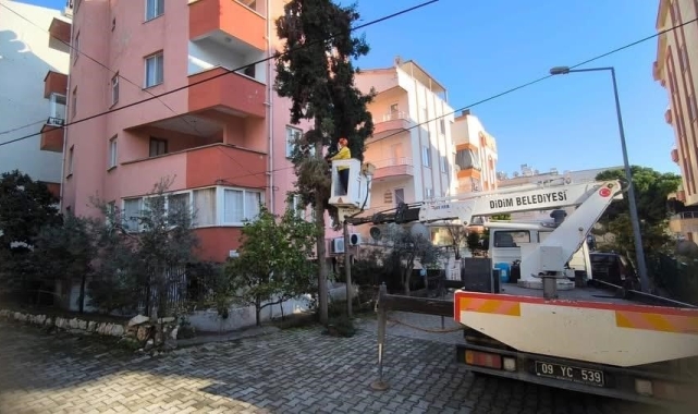 Didim Belediyesi ağaçların kış bakımlarını sürdürüyor