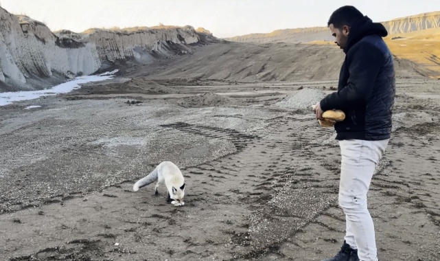 Dostluk kurdukları tilkiyi 2 yıldır her gün besliyorlar